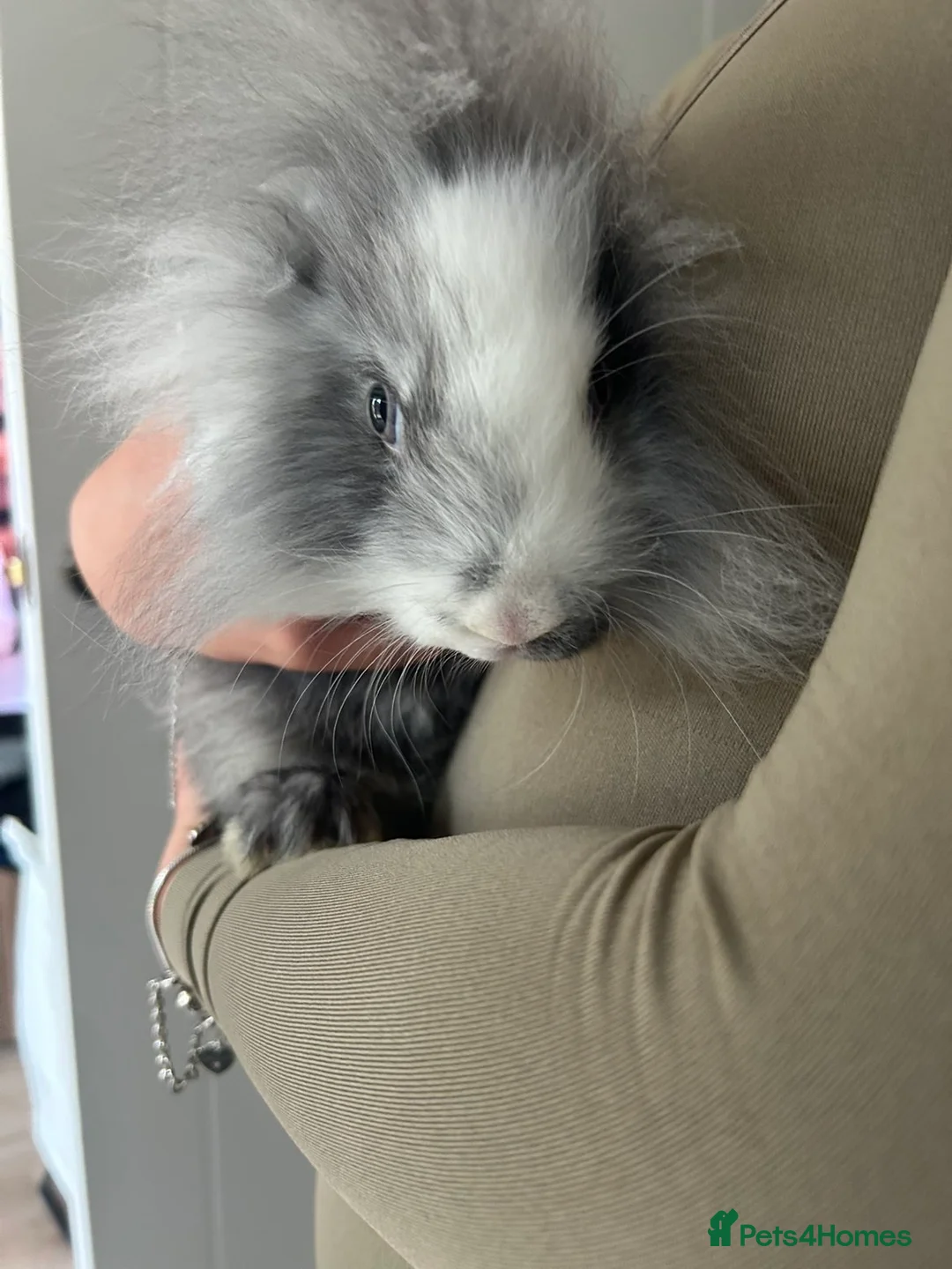 Mixed Breed rabbits for sale: 2 mini lop lion head bunnies  - Advert 4