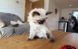 Ragdoll cats for sale: Ragdoll Kittens for Sale - Image 2