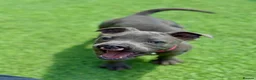 Staffordshire Bull Terrier dogs for sale: Beautiful Blue Staffordshire Bull Terrier Pup - Advert 3
