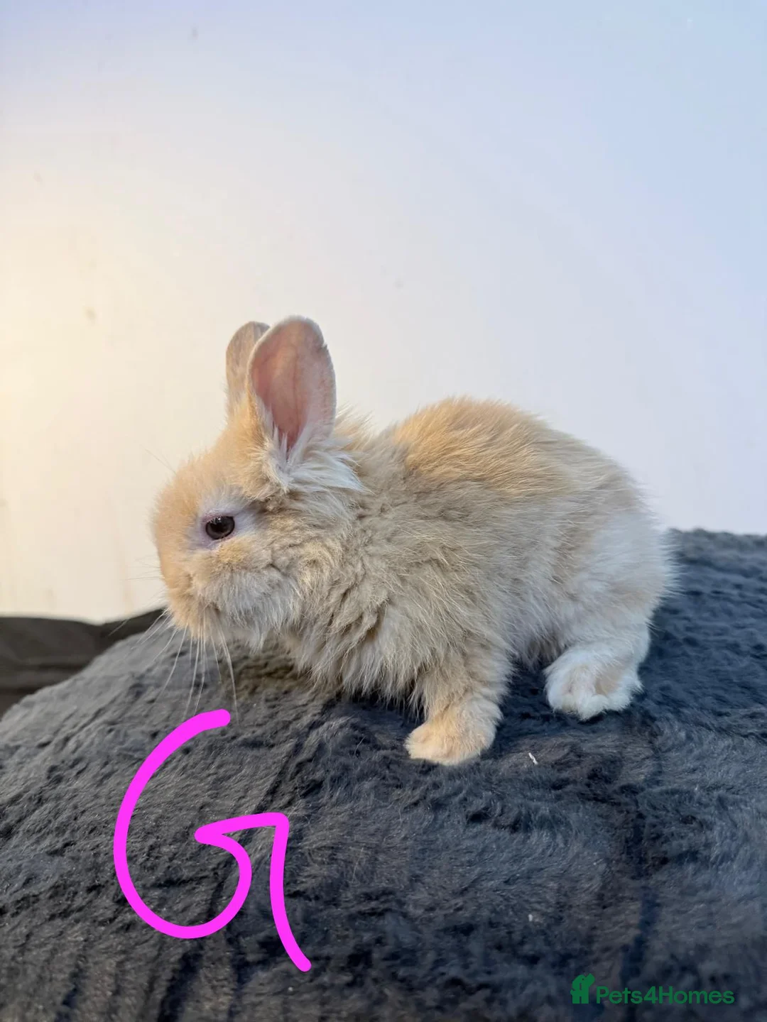 Lionhead rabbits for sale: Very beautiful - Double Mained lionhead babies. - Advert 4