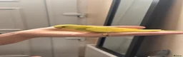 Budgerigars birds for sale: Hand reared super tame budgie  - Advert 6