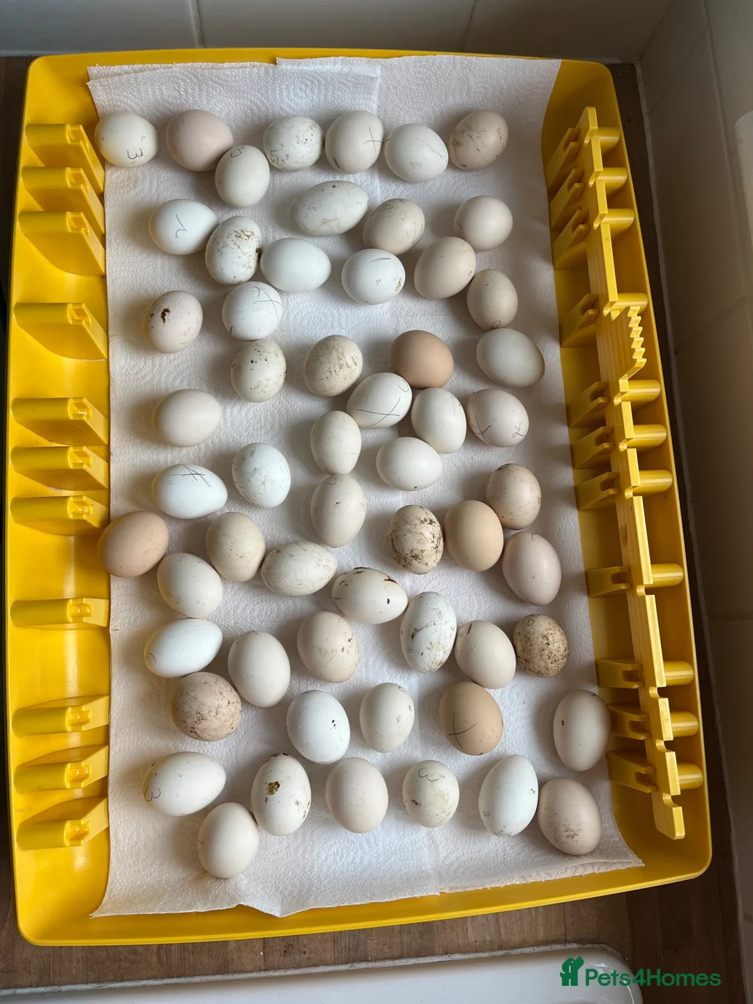 Chickens poultry for sale: Pekin bantam hatching eggs, chicks, growers, hens - Advert 15