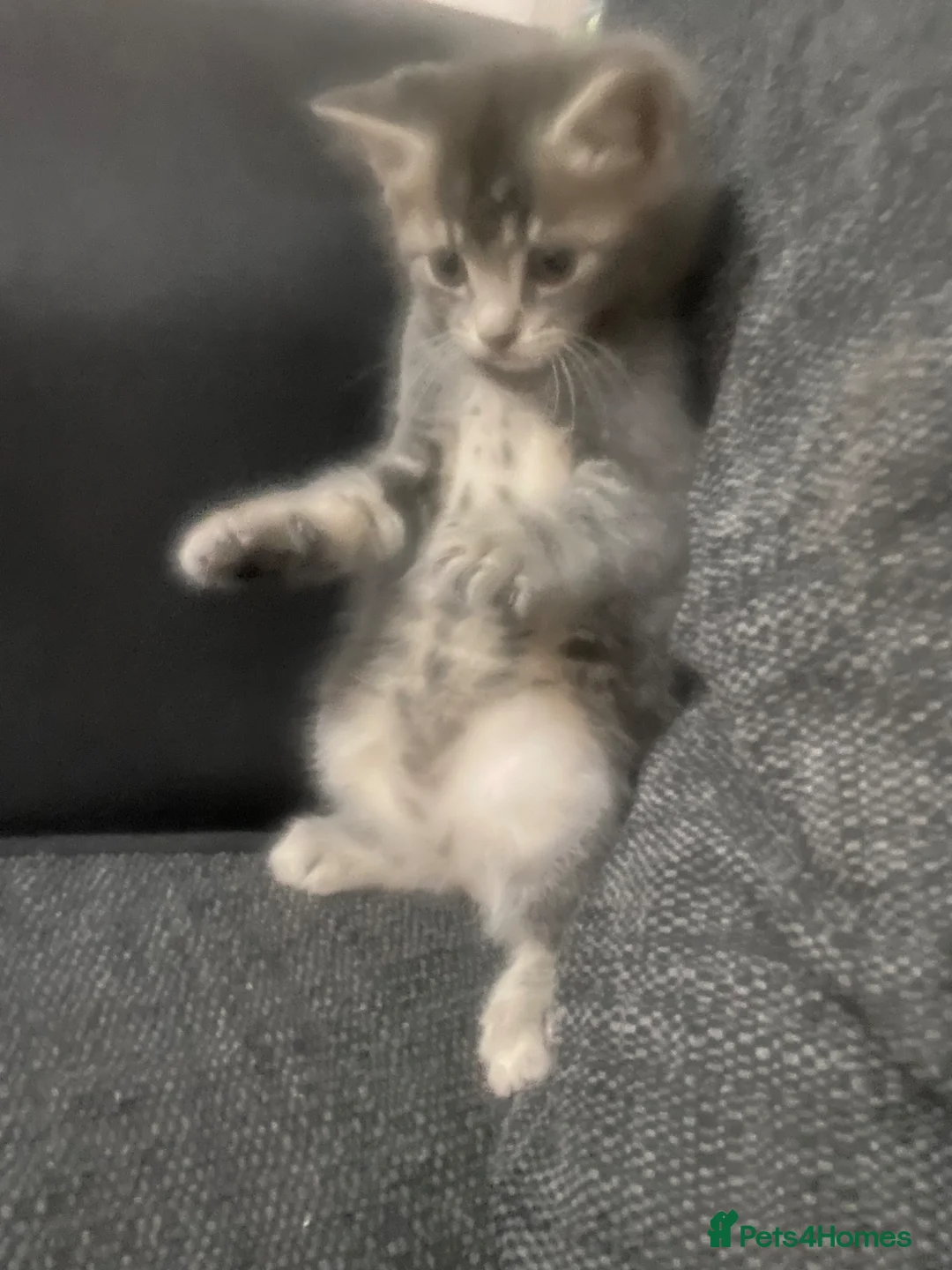 Mixed Breed cats for sale: Beautiful long haired grey tabby kitten  in Ipswich - Advert 4