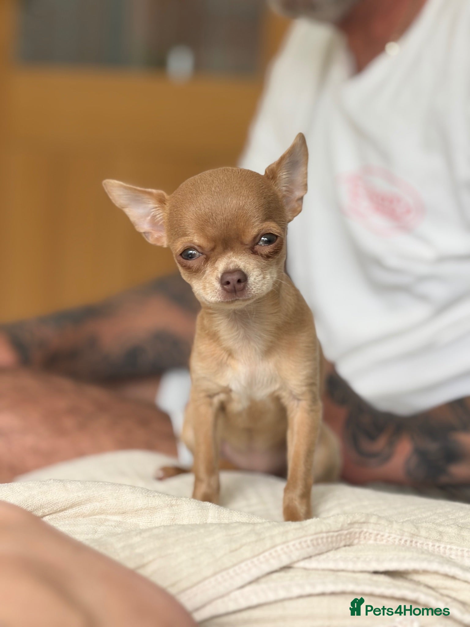 Chihuahua dogs Female chihuahua  - Advert 1