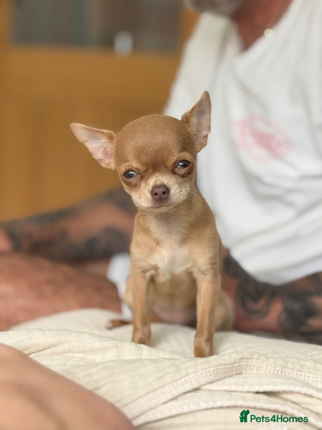 Chihuahua dogs for sale: Female chihuahua  - Advert 1