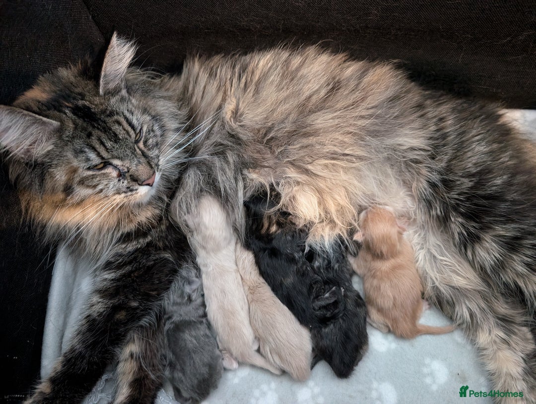 Maine Coon cats for sale: Full Maine coon kittens - Advert 7