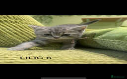 Scottish Fold cats for sale: Scottish fold/ Scottish striaght kittens  - Image 7