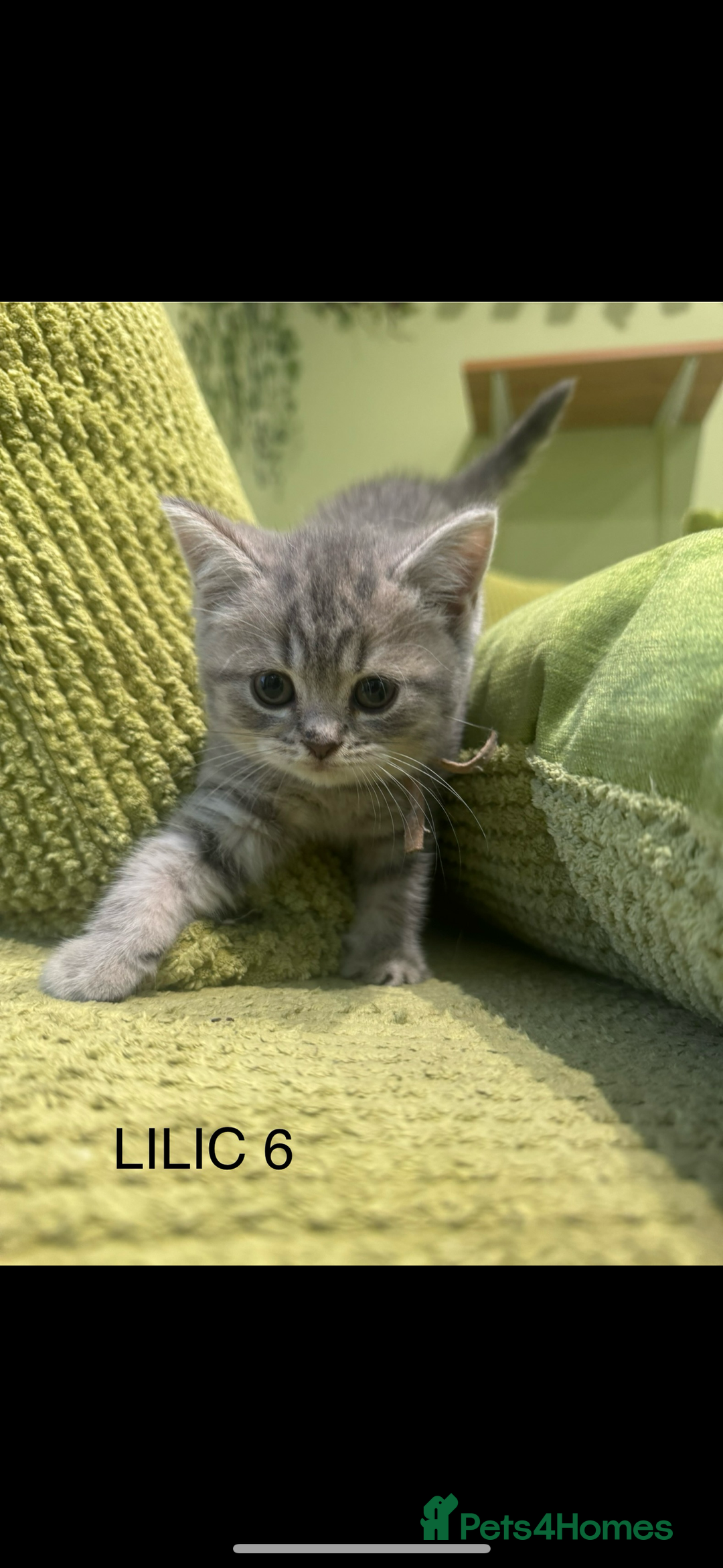 Scottish Fold cats for sale: Scottish fold/ Scottish striaght kittens  - Image 7