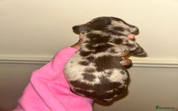 Miniature Dachshund dogs for sale: Beautiful miniature dachshund (male) - Image 4