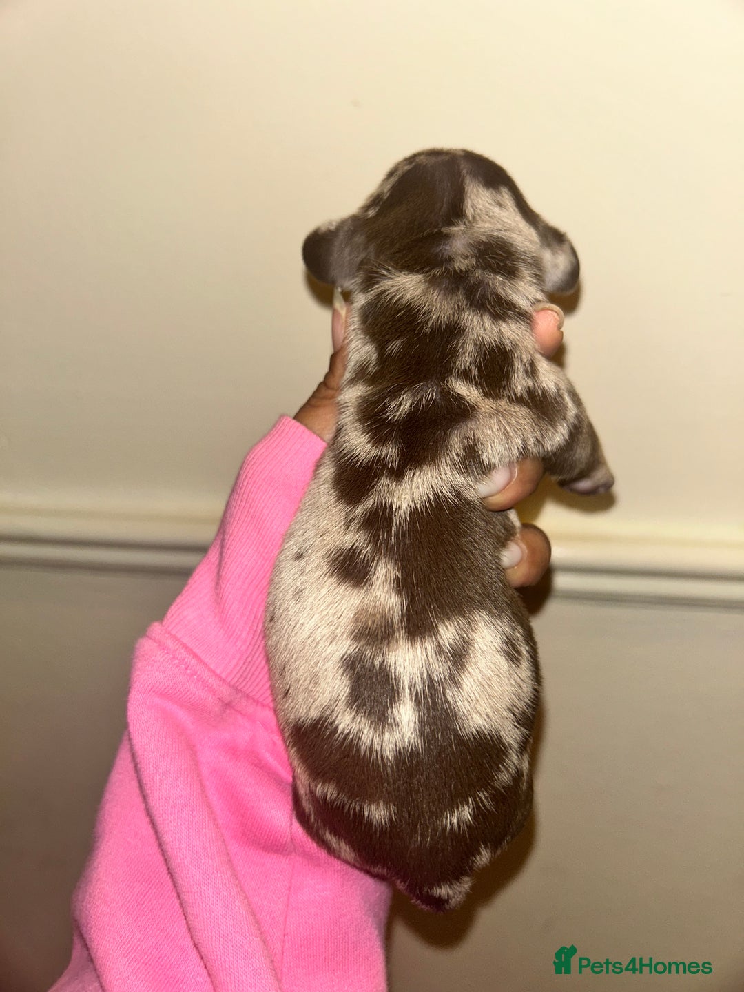 Miniature Dachshund dogs for sale: Beautiful miniature dachshund (male) - Image 4
