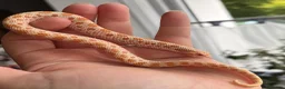Snake reptiles for sale: Western Hognose Hatchlings - Advert 17