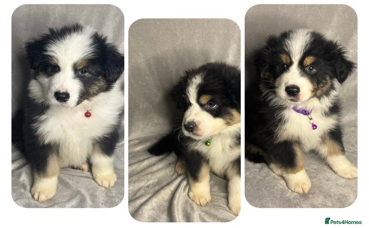Australian Shepherd dogs KC registered Australian shepherd puppies  - Advert 14