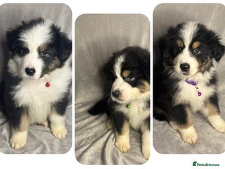 Australian Shepherd dogs KC registered Australian shepherd puppies - Advert 9
