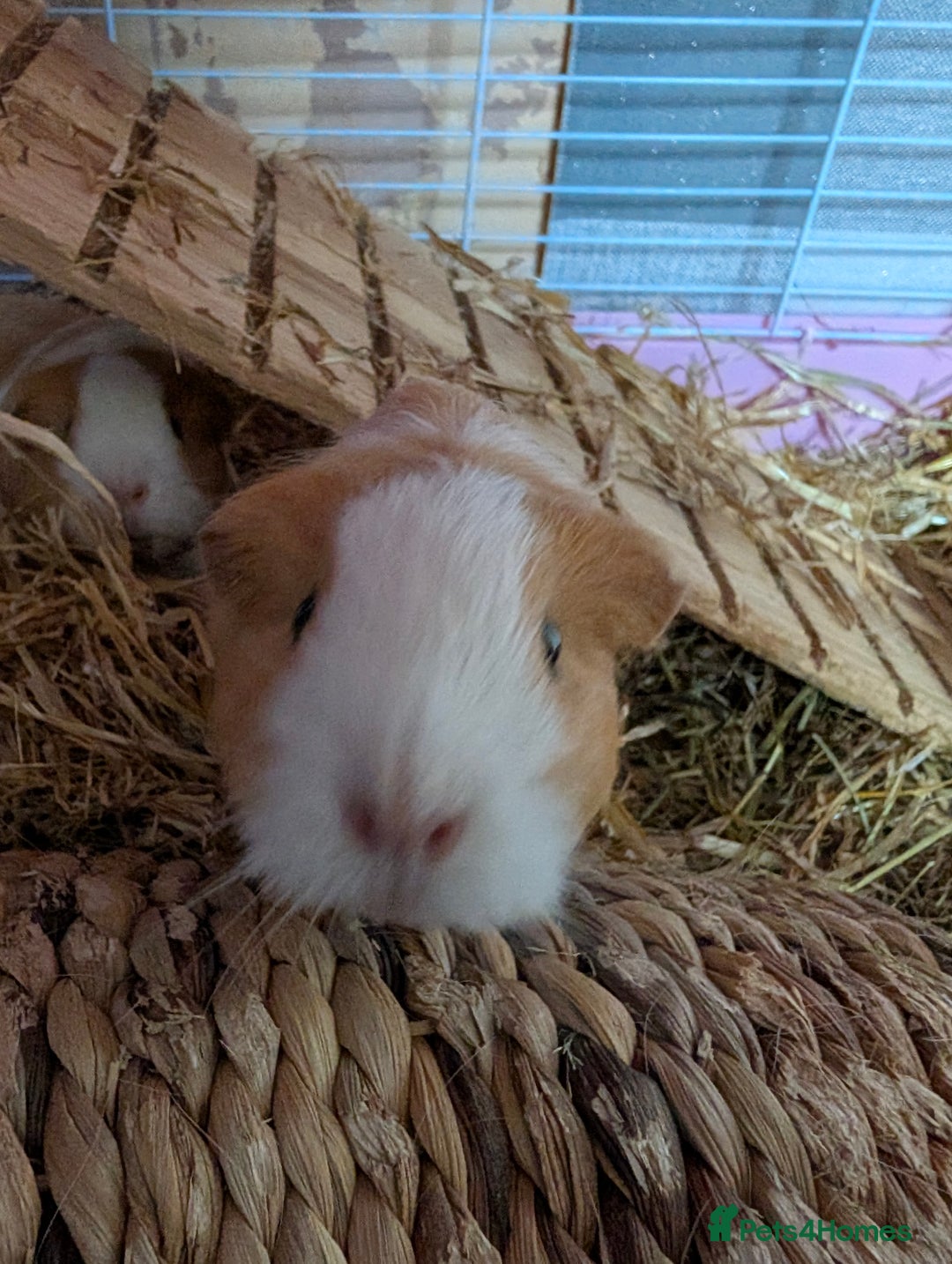 Guinea Pig rodents for sale: 2 Female guinea pigs for rehoming - Image 5