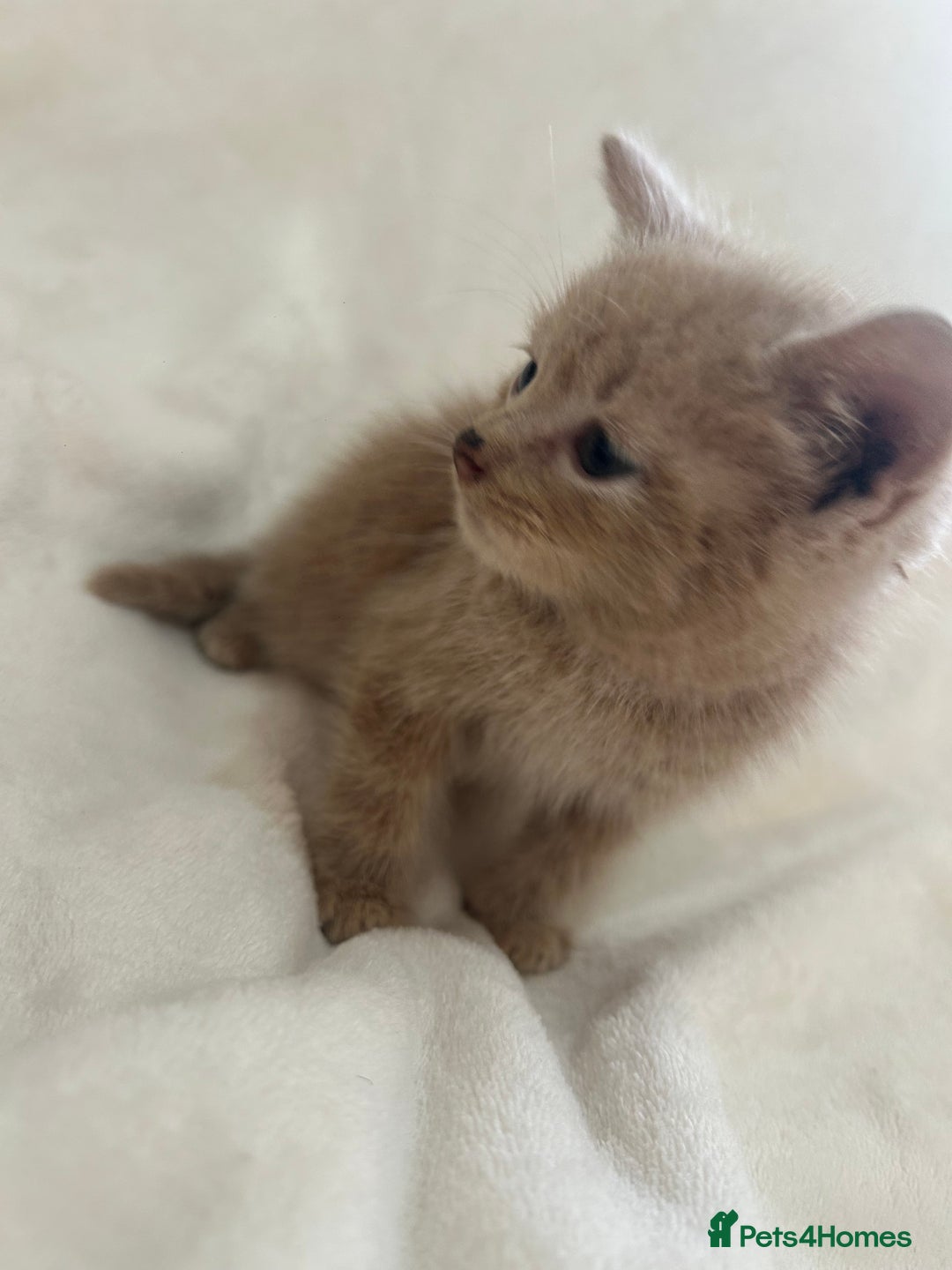 Scottish Fold cats for sale: Scottish fold cross bsh ready to go now 💙 - Image 4