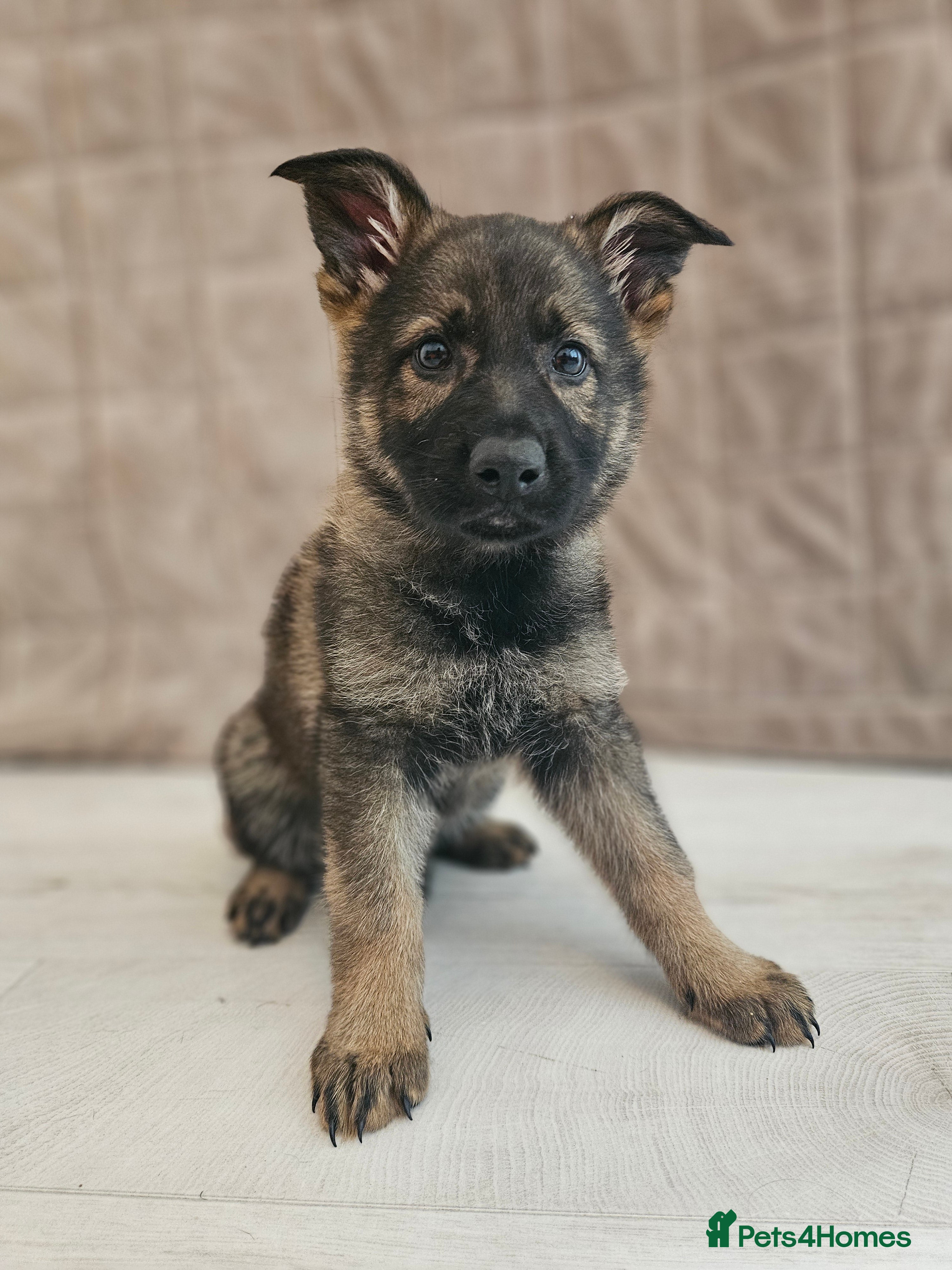 German Shepherd dogs Outstanding Pedigree German Shepherd Puppies - Advert 1