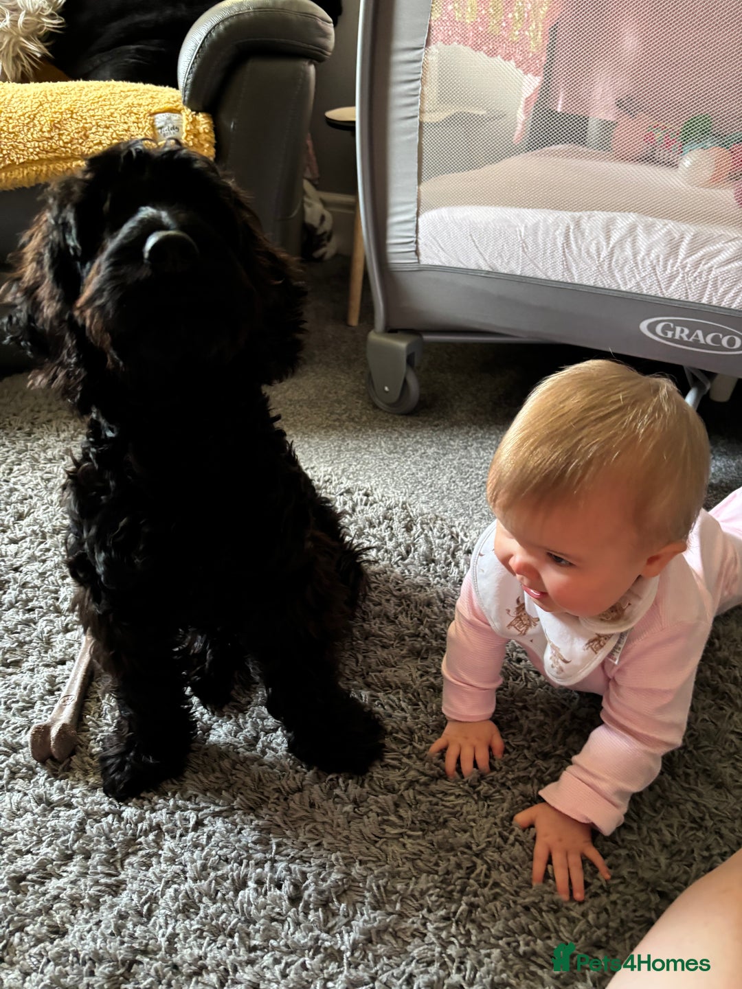 Cockapoo dogs for sale: 6 month old cockapoo - Image 5