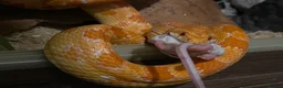 Corn Snake reptiles for sale: Terry the Cornsnake - Advert 5