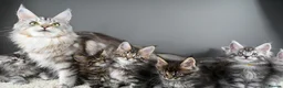 Maine Coon cats for sale: Black Smoke undercoat kittens  - Advert 36