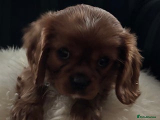 Cavalier King Charles Spaniel dogs K C registered Ruby Cavaliers - health tested - Advert 15