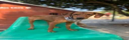 Mixed Breed dogs for adoption: Super Scout in Fleet - Advert 4