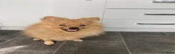 Pomeranian dogs for sale: Pomeranian puppies. - Advert 11