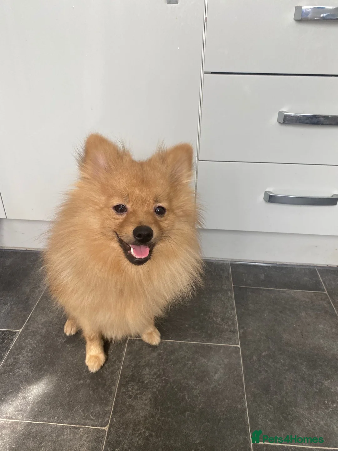 Pomeranian dogs for sale: Pomeranian puppies. - Advert 11