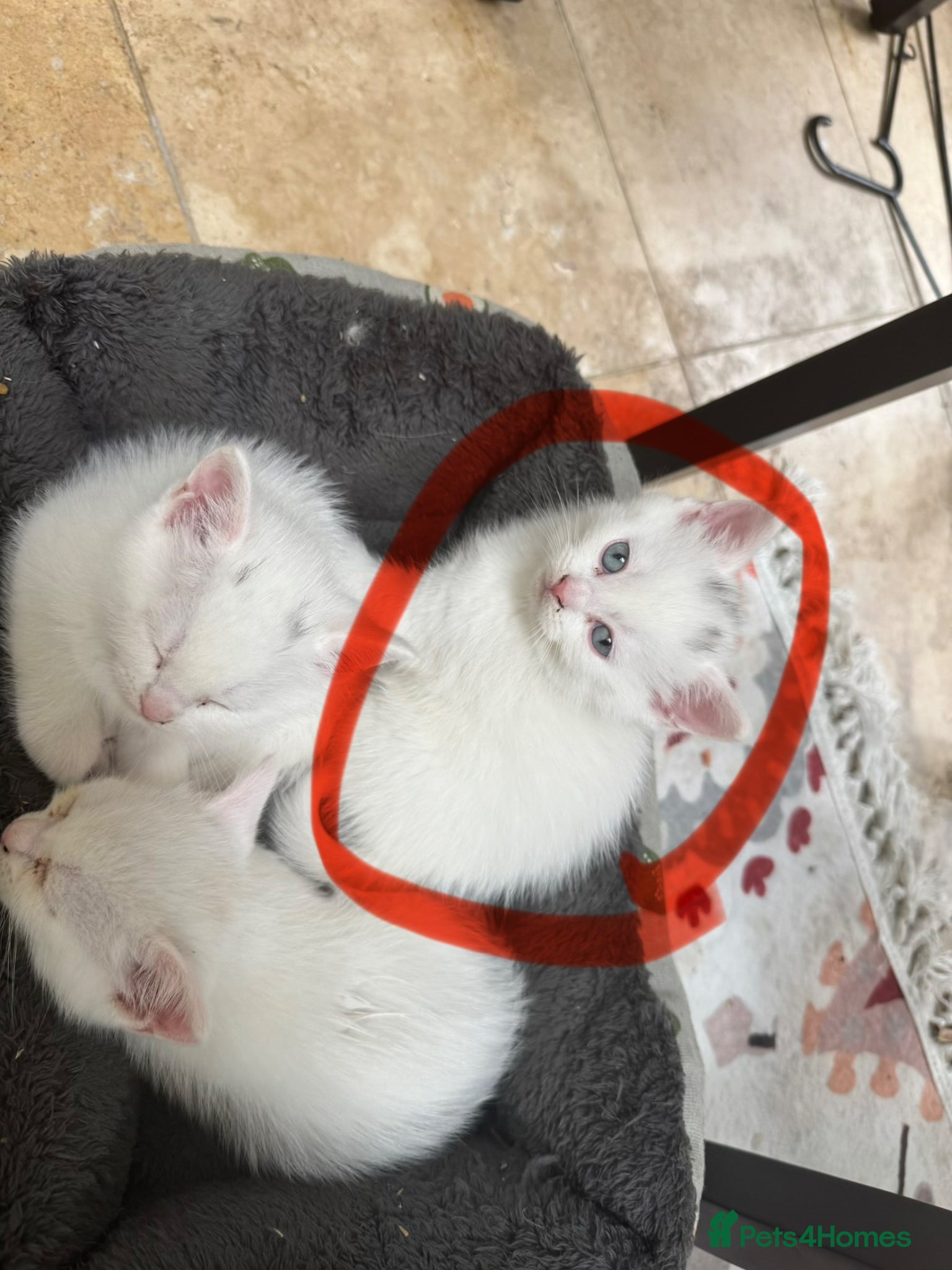 Mixed Breed cats 2 Beautiful Kittens Looking for Loving Homes - Advert 2