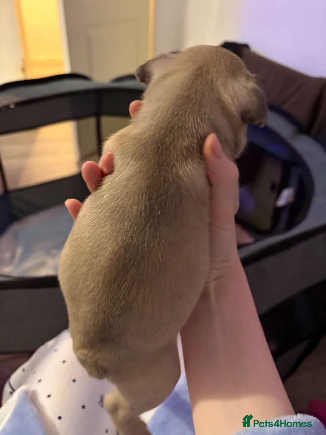 French Bulldog dogs for sale: French Bulldog Puppies - Advert 14