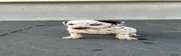 Dalmatian dogs for sale: Dalmatian beautiful - Advert 22