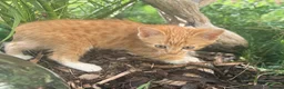 European cats for sale: Beautiful colourful kittens - Advert 14