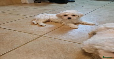 Maltipoo dogs - Advert 13