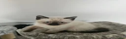 Ragdoll cats for sale: Ragdoll X kittens  - Advert 5