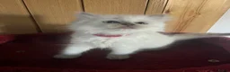 Ragdoll cats for sale: Gorgeous Tica ragdoll kittens  - Advert 15