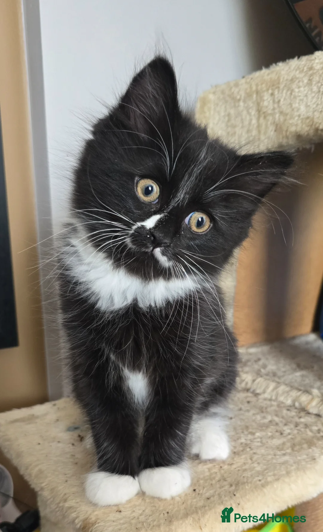 Turkish Angora cats for sale: 5 wonderful fur babies (4girls,1boy) in London - Advert 18