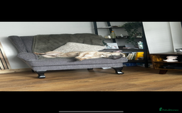French Bulldog dogs for sale: FRENCH BULLDOG  - Image 2