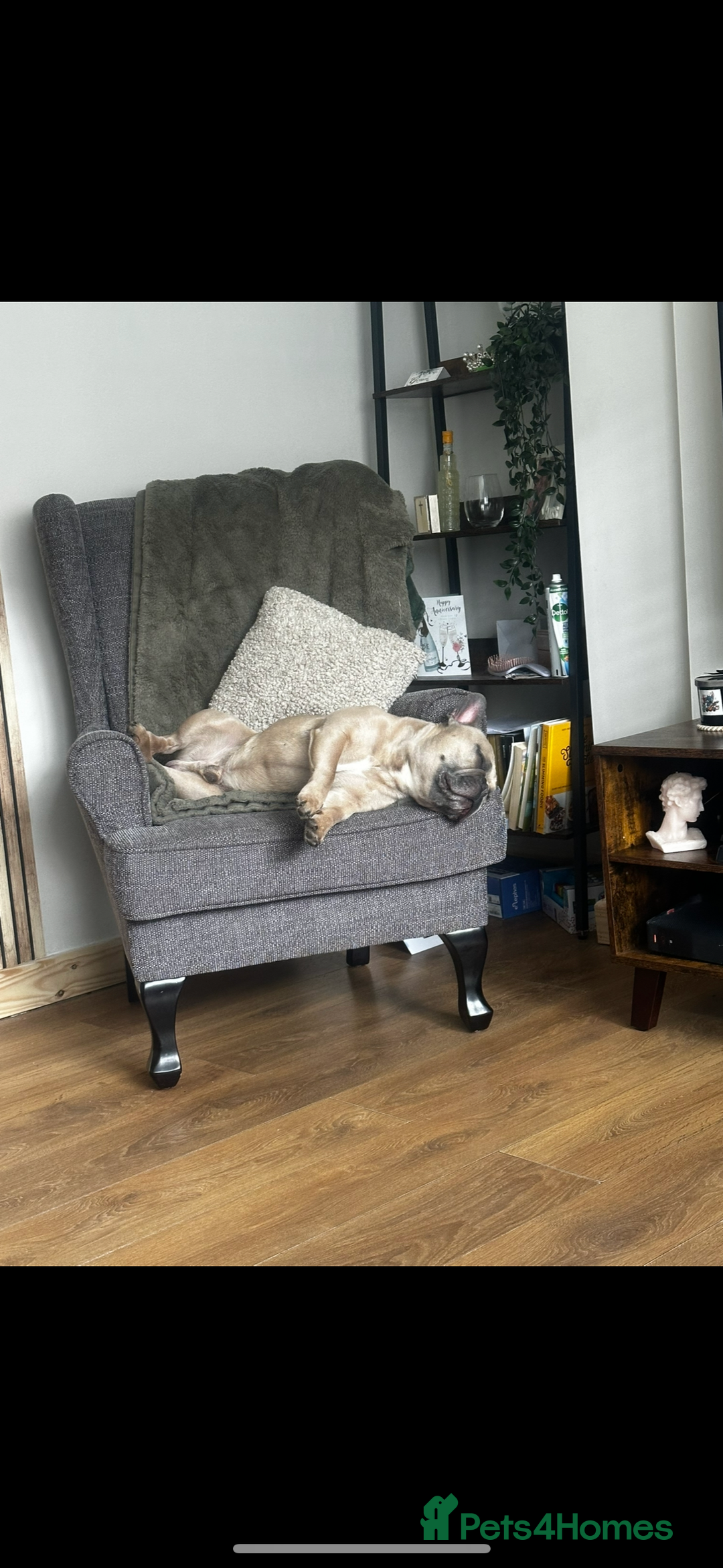 French Bulldog dogs for sale: FRENCH BULLDOG  - Image 2