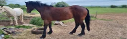 Welsh Section D horses for sale: Bartonhouse charlotte  - Advert 17