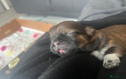 Shih Tzu dogs for sale: Beautiful Shih Tzu Pups - Image 8
