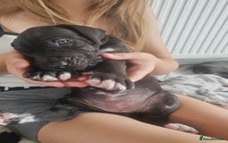 Great Dane dogs for sale: Beautiful KC registered Great Dane Puppies  - Image 7