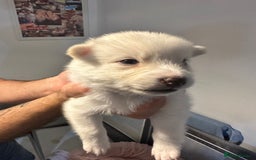 Pomsky dogs for sale: F4 beautiful puppy pomskie blue eyes - Image 33