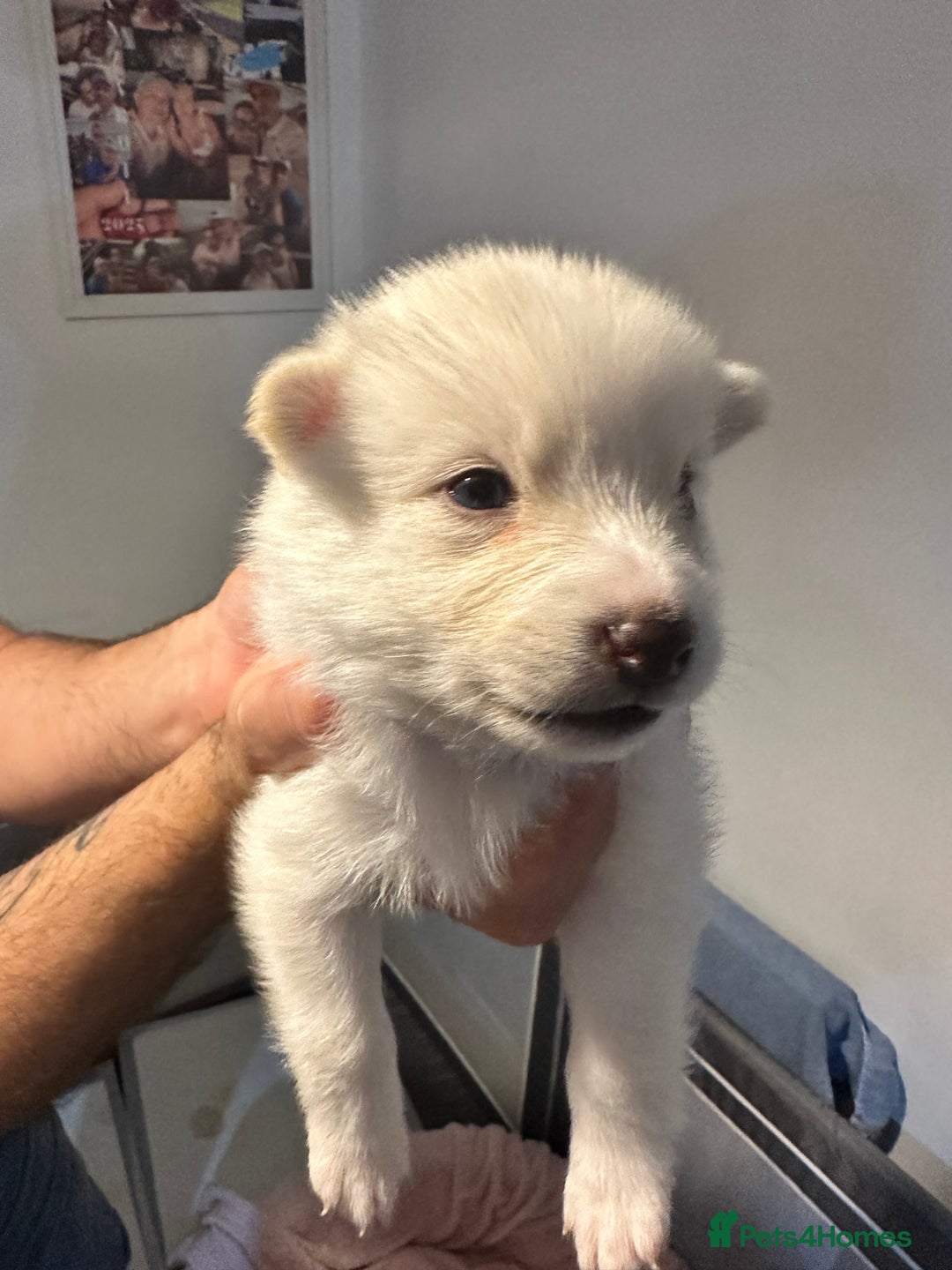 Pomsky dogs for sale: F4 beautiful puppy pomskie blue eyes - Image 33