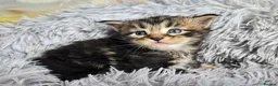 Maine Coon cats for sale: Stunning TICA Maine Coon kittens - Advert 20
