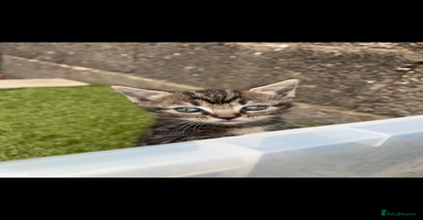 Ragdoll cats - Advert 5