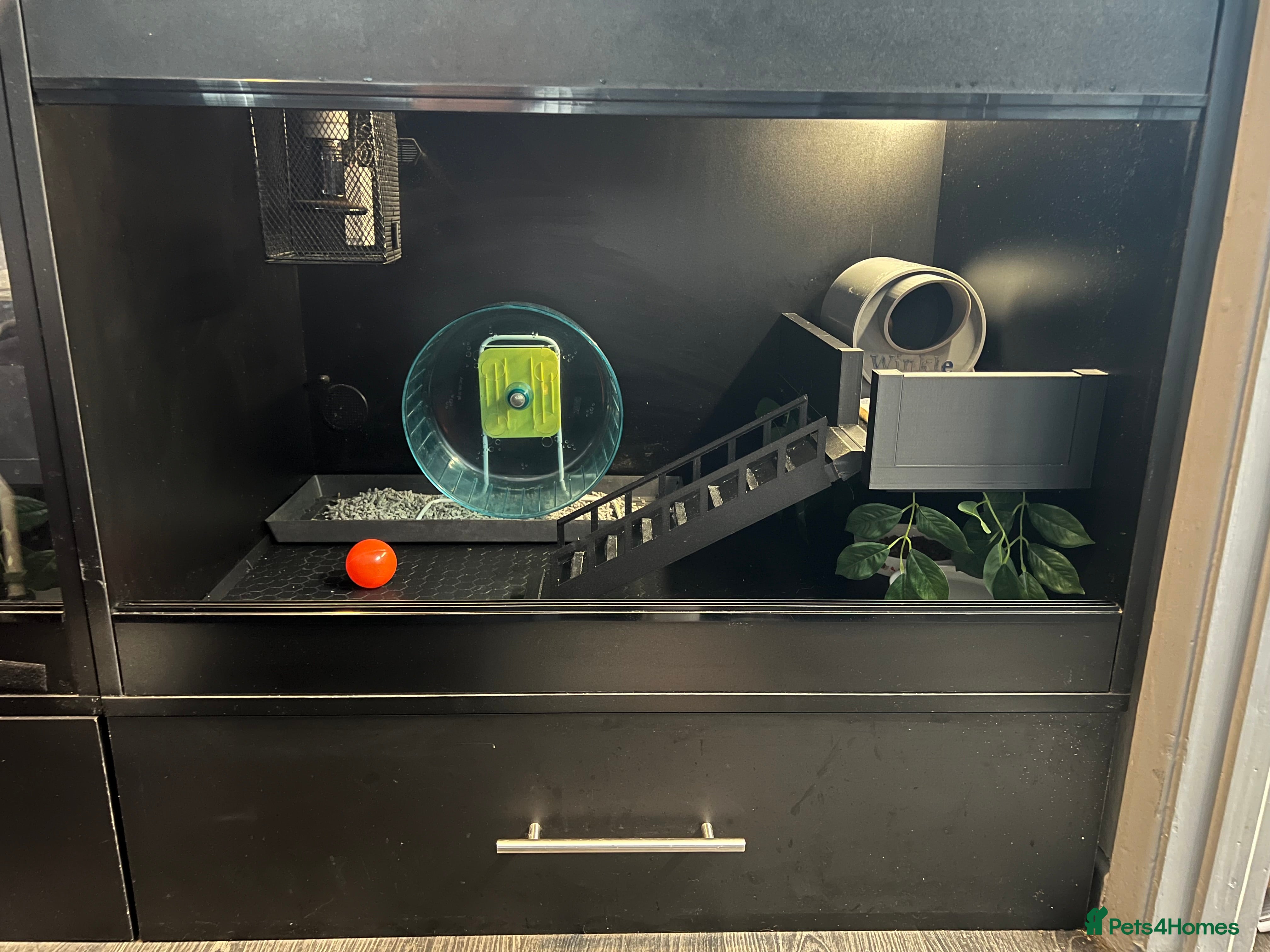 Pygmy Hedgehog rodents Hedgehog Tank - Advert 3