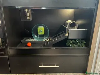 Pygmy Hedgehog rodents Hedgehog Tank - Advert 3