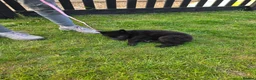 German Shepherd dogs for sale: Black German shepherd  - Advert 7