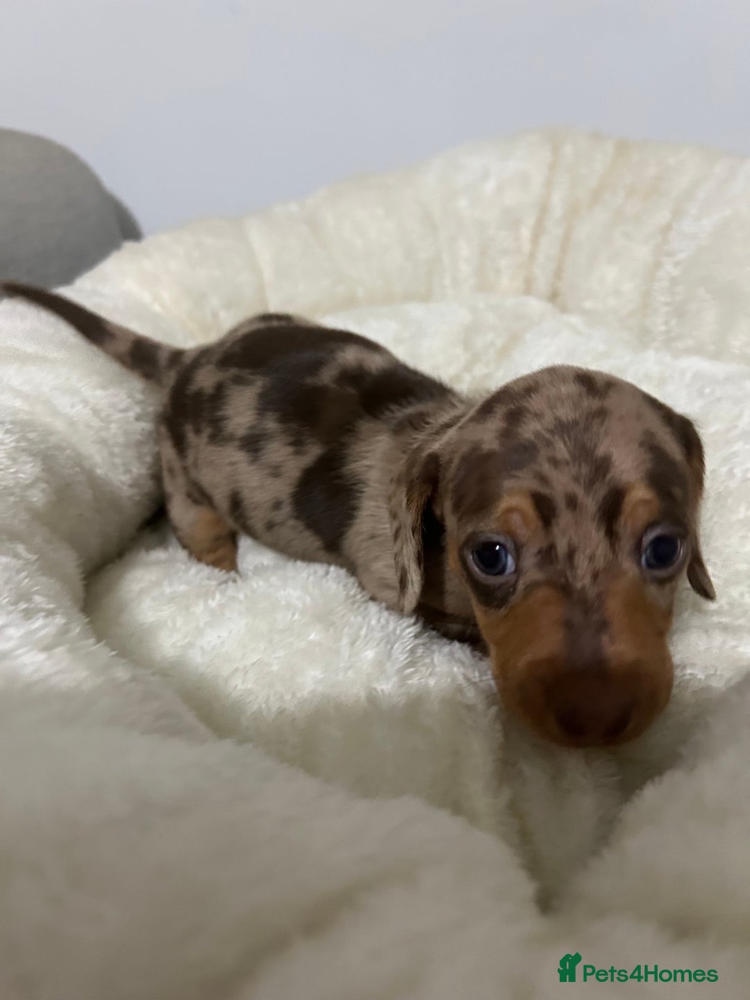 Miniature Dachshund dogs for sale: Multi coloured litter - Image 2