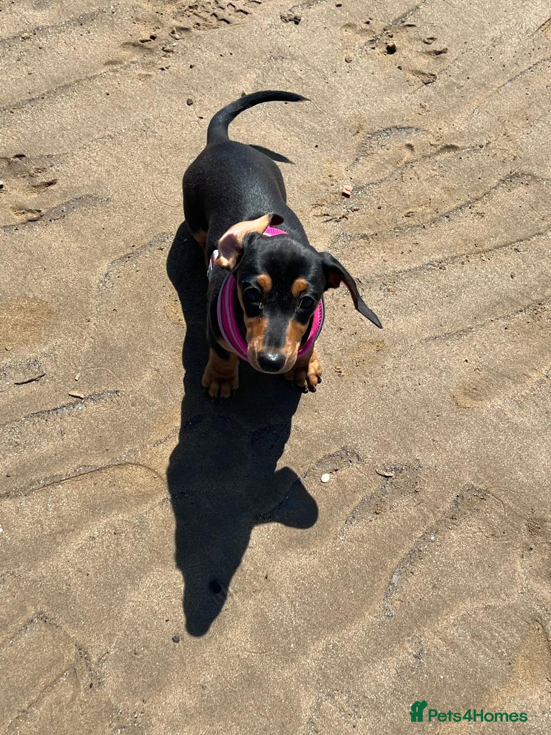 Miniature Dachshund dogs for sale: Miniature Daschund. Female. 3.5 years old.  - Advert 4