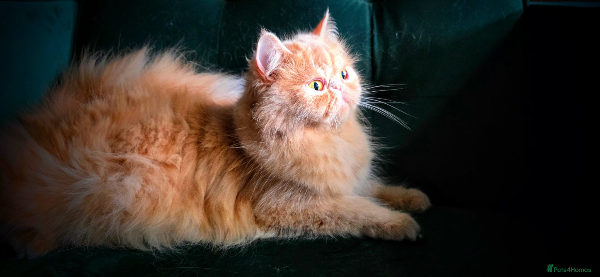Persian cats Seeking a Quiet Forever Home: Beautiful Persian - Advert 10